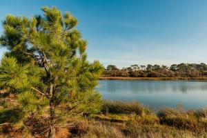 a pine tree in front of a lake at Hôtel Maison Chiberta in Anglet
