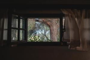 a window with a view of a tree outside at Masseria Piutri in Torchiarolo
