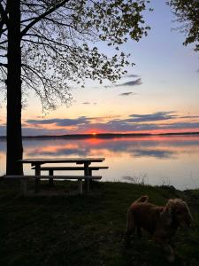 a dog standing next to a picnic table next to a lake at Domek nad jeziorem Gołdopiwo in Jeziorowskie +1 photo