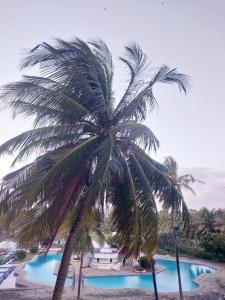 a palm tree in front of a swimming pool at Diani Studio with 3 Pools & Balcony in Diani Beach