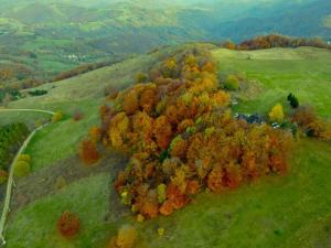 an aerial view of a forest of trees on a hill at EcoFit Povlen in Valjevo