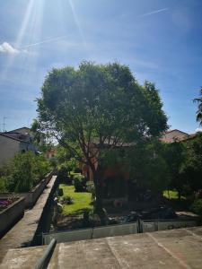 a tree in the middle of a yard at Villa Liberty GHIRADA 1924 in Treviso