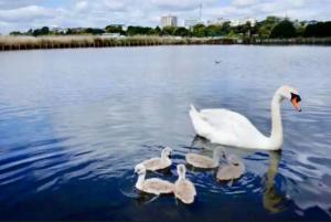 un grupo de cisnes blancos en el agua en Stylish Poole townhouse, en Poole