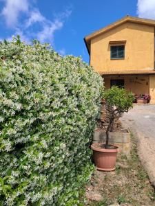 a hedge of flowers in front of a house at La Ghiandaia in Porto Ercole