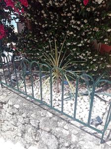 A garden outside Bluview, Glyfada, Corfu
