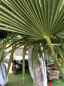 a large green palm plant in a room at A-BB-LAK in Hajdúszoboszló