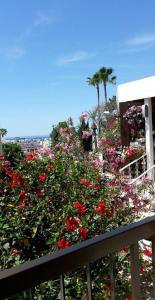 un jardín con flores rojas, palmeras y una valla en Myriama Apartments en Ayia Napa