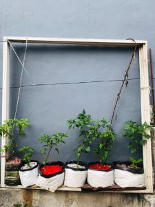 Imagen de la galería de Hotel Aarjan And Restaurant, en Pokhara
