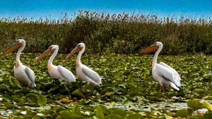 a group of white pelicans walking in a swamp at Pensiunea Bibanu in Mineri