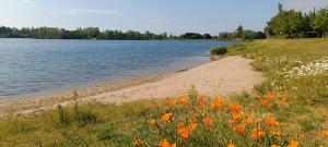 a field of orange flowers next to a body of water at Ferienwohnung Coproyshof - Direkt am See - 3 Schlafzimmer, privater Strand & Feuerstelle in Wesel