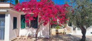 a tree with pink flowers in front of a house at Residence Maresol in Vieste