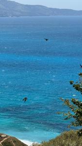 two birds flying over a body of water at Vila Bedro in Sarandë