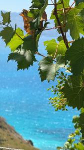 a view of the ocean through the leaves of a tree at Vila Bedro in Sarandë