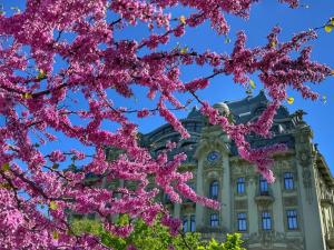 a tree with pink flowers in front of a building at Domik na Fontane in Odesa