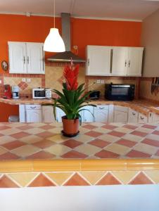 a kitchen with a table with a plant on it at Villa Bella avec piscine chauffée Plaine des Cafres in Le Tampon