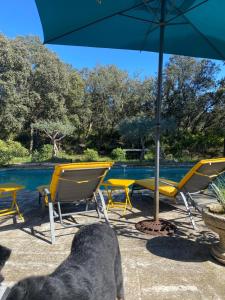 a dog is standing under an umbrella by a pool at Petite Maison provencale in Lagnes