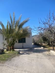 a palm tree in front of a white building at Leith Holiday Home in ‘Ayn Jannā