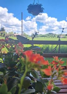 a plant with red flowers in a garden at Apartman Mia in Perušić