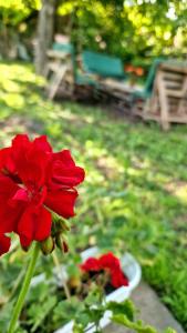 Fotografie z fotogalerie ubytování Jovački San v destinaci Donji Jovac