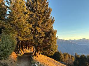 a tree on the side of a hill at Ca' Negra, Do-Minus Design Retreat & SPA in Bellinzona