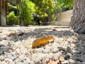 Fotografie z fotogalerie ubytování Aldea Muul Tuunich v destinaci Bacalar
