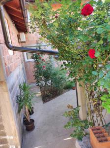 Zahrada ubytování Apartman DB