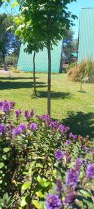 un giardino con fiori viola e un albero di Cabañas Sueño Serrano a Saldungaray 1 altra foto