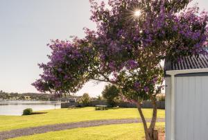 a tree with flowers on top of it next to a body of water at Waitangi Holiday Park in Paihia