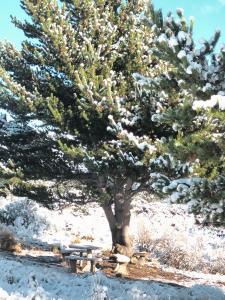 Fotografie z fotogalerie ubytování Tierra de Guanacos - casa en la naturaleza v destinaci Cholila