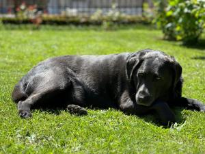 Domácí mazlíčci ubytovaní s hosty v ubytování Logis des pinces maillées