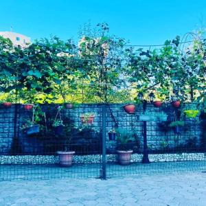 Zahrada ubytování New Batumi