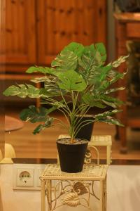 una planta en una olla sentada en una mesa en Wehost Heart Of Tbilisi Studio, en Tiflis