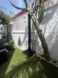 a backyard with a palm tree in the yard at Mex-Goretti House in Mairena del Aljarafe