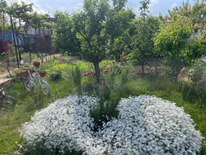 a garden with white flowers in the grass at Căsuța Verde in 2 Mai