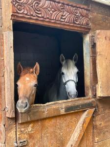 two horses looking out of a barn window at Kъщичка в полите на планина Витоша с коне и животни in Sofia