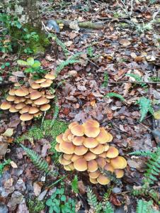 Imagen de la galería de David el roble, en Caburgua