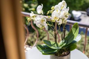 Zahrada ubytování Hôtel Lou Juan