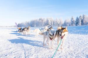 a group of dogs on a leash walking in the snow at Villa Jokiranta Northern light Riverside in Ranua