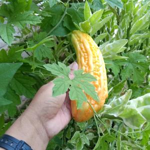 Jídlo v penzionu nebo okolí