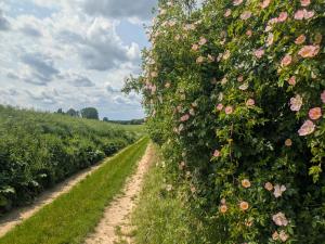 Foto dalla galleria di Entschleunigung pur - gemütliche Jurte im Grünen a Lindenberg