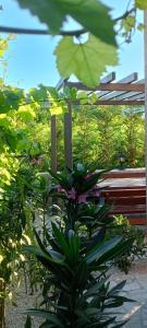 RadanovićiにあるAnnaMarijaのギャラリーの写真