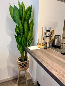 a potted plant sitting on top of a counter at Luxury apartment with balcony and view in Quito
