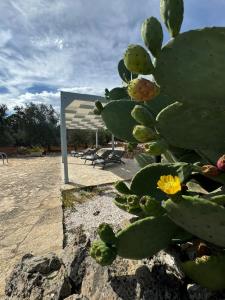 Κήπος έξω από το Masseria Cupina