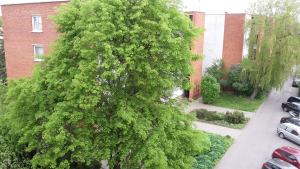 a large green tree in front of a building at Apartment Amber Sky in Palanga