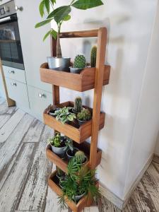 a wooden shelf with cactuses and potted plants at Ô Gris-Nez - à 20m de la plage in Sangatte