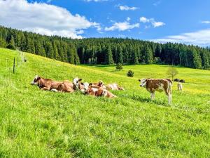 a herd of cows laying in a field of grass at Apartment Fewo Knöpfle by Interhome in Eisenbach +46 photos