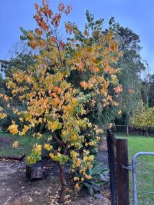 a tree with orange and yellow leaves in a garden at Panda's Patch Dunsborough in Dunsborough