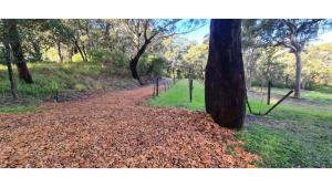 Bobs FarmSunset Vine at Wonganella Estate 1 by Tiny Away的相册照片
