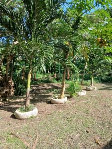 a row of palm trees in a park at Grace Homestay in Rewasau