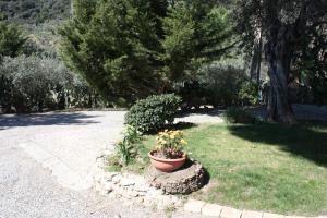 a potted plant sitting on the grass in a yard at Azienda Agrituristica Le Puzelle in Santa Severina